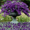 546360-petunia-hybrida-blue-wave-f1