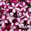546370-petunia-hybrida-burgundy-star-wave-f1-tritunia-purple-star