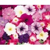 546900-petunia-hybrida-dream-mixture-f1-special-grandiflora-mixed-f1