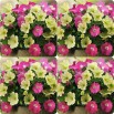 547132-petunia-hybrida-flirtini