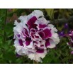 547170-petunia-hybrida-purple-pirouette-f1-cherry-tart-f1