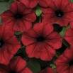 547188-petunia-hybrida-red-velour-tidal-wave-type