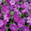 547200-petunia-hybrida-rosy-wave-f1-lavender-wave-f1