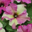 547202-petunia-hybrida-sophistica-lime-bicolour