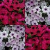 547214-petunia-hybrida-tidal-wave-silver-cherry-f1