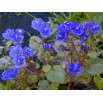 547500-phacelia-campanularia-blue-wonder
