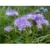 547600-phacelia-tanacetifolia