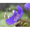 547640-phacelia-viscida-blue-foam