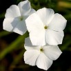 547790-phlox-drummondii-grandiflora-alba