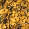 547935-phlox-drummondii-grandiflora-isabellina