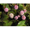 548400-polygonum-capitatum