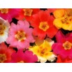 548700-portulaca-grandiflora-single-flowered-mixed