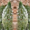 549900-reseda-alba