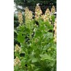 550000-reseda-odorata-ameliorata