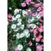 550300-rhodanthe-manglesii-maculata-mixed