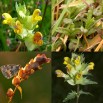 550350-rhinanthus-minor