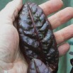 835040-zuring-canadese-red-leaf