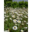 576900-bellis-perennis-gewone-weidemadelief