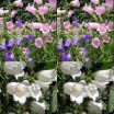 578300-campanula-medium-enkelbloemig-gemengd