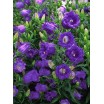 578320-campanula-medium-enkelbloemig-dark-blue