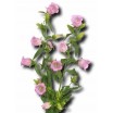 578340-campanula-medium-enkelbloemig-rosa