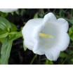 578360-campanula-medium-enkelbloemig-white
