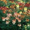 581250-cheiranthus-cheiri-fair-lady