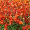 581360-cheiranthus-cheiri-orange-bedder