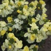 581420-cheiranthus-cheiri-sugar-rush-serie-primrose-f1