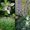 583900-delphinium-requienii