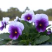 608750-viola-wittrockiana-hybriden-tempo-blau-weiss-beaconsfield