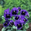 608900-viola-wittrockiana-hybriden-ullswater-blue