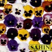 609100-viola-wittrockiana-hybriden-swiss-giants-mixed