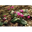 705870-cyclamen-pseudibericum