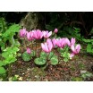 705890-cyclamen-purpurascens