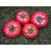 295240-vleestomaat-brandywine-prudens-purple