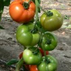 295400-vleestomaat-ferline-f1