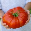 295417-vleestomaat-gigantomo-f1