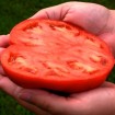 295420-vleestomaat-goji-faranji