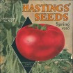 295430-vleestomaat-hastings-redfield-beauty