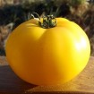 295466-vleestomaat-native-sun