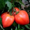 295480-vleestomaat-rote-herztomate