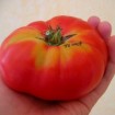 295520-vleestomaat-tibet-apple-tibet-appel
