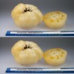 295850-vleestomaat-white-wonder-snowwhite-snowball-milchperle