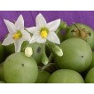 118000-groene-bes