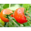 291720-kerstomaat-rote-murmel-sweet-bite-rode-knikker