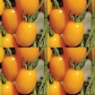 291870-kerstomaat-yellow-debut-f1-golden-sweet-f1