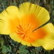 519380-eschscholzia-aurantiaca