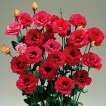 519610-eustoma-exaltum-ssp-russelianum-mariachi-carmine-f1