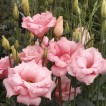 519630-eustoma-exaltum-ssp-russelianum-mariachi-misty-pink-f1